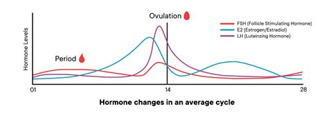 ovulation when do i ovulate ovulation symptoms and more