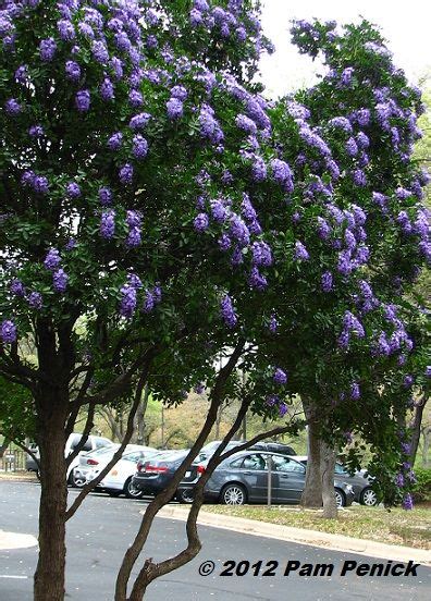 We did not find results for: Best-smelling tree in Texas: Sophora secundiflora ...