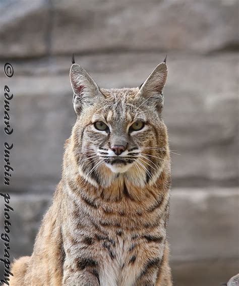 Bobcats Wildlife In Photography On Forums