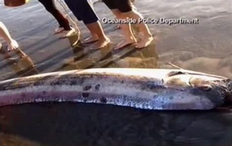 Oarfish Photos Of Worlds Longest Bony Fish Live Science