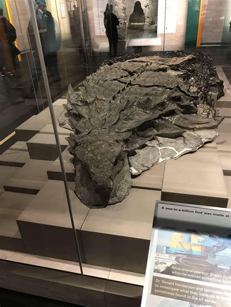 Best Preserved Dinosaur Fossil Ever Discovered In Alberta Known As A