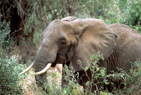Elephants Recognise Human Voices From African Tribes To Detect Threat Level