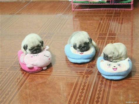 Im Crying There So Cute Baby Pugs Pug Puppies Cute Baby Animals