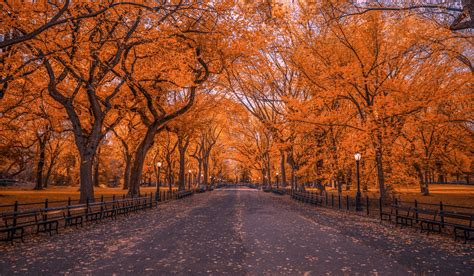 Autumn In Central Park New York Hd Wallpaper Background Image