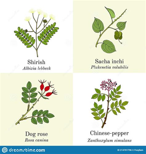 Set Of Edible And Medicinal Plants Cartoon Vector Cartoondealer Com