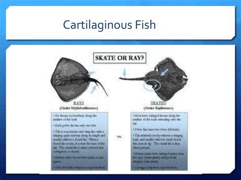 Ppt 3 Classes Of Fish Powerpoint Presentation Free Download Id1979868