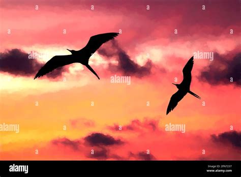Two Birds Are Flying Across The Vibrant Cloud Filled Sunset Sky In A