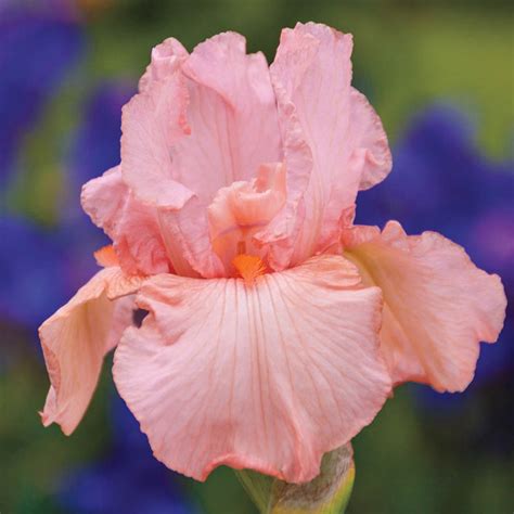 Pink Attraction Reblooming German Iris Bearded Iris