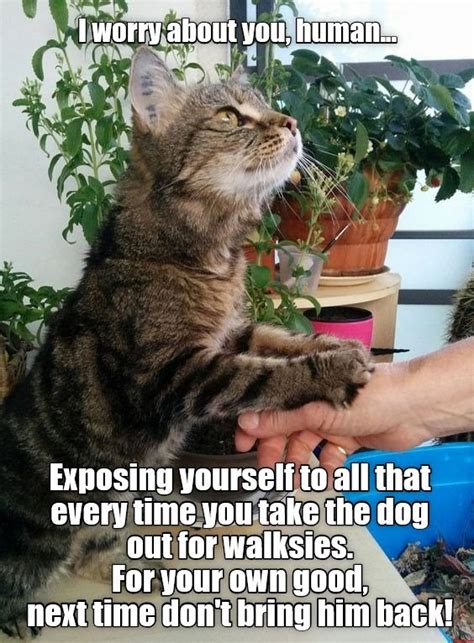 Helpful Cat Helps Lolcats Lol Cat Memes Funny Cats Funny Cat