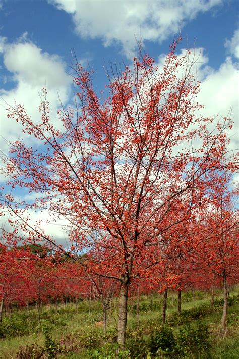 This Months Feature Tree Crabapple Shade Tree Farm