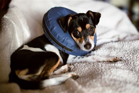 Det beste av hals, bronderslev: Hundechihuahua-Welpenverkratzen Stockbild - Bild von hund ...