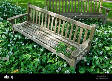 Two Old Garden Benches Overgrown By Wild Garlic In A Country Garden Uk