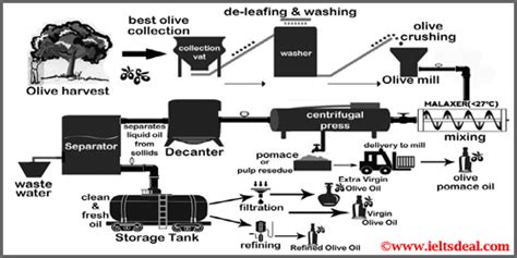 Ielts Academic Writing Task 1 Process Diagram Olive Oil Production