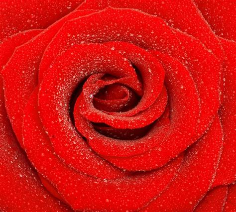 3d Flower Wallpaper Ceilings Romantic Beautiful Red Rose