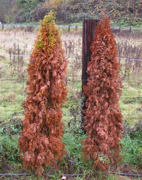 Arborvitae What You Need To Know Article Arborvitae Landscaping