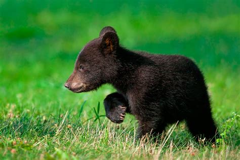 Black bear cub, animals, bears, baby animals HD wallpaper | Wallpaper Flare