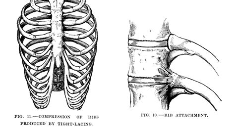 Anatomy Under The Right Rib Back Pain And Slipped Rib There Are 12