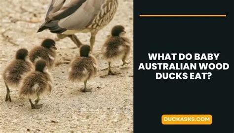 What Do Baby Australian Wood Ducks Eat Duck Asks