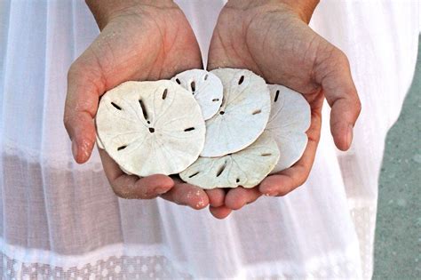 How To Find A Sand Dollar At Myrtle Beach Dollar Poster