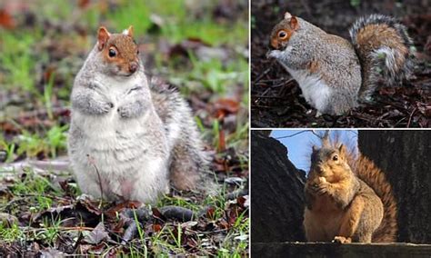 Fat Squirrels Spotted As Warm Weather Delivers Bonanza Of