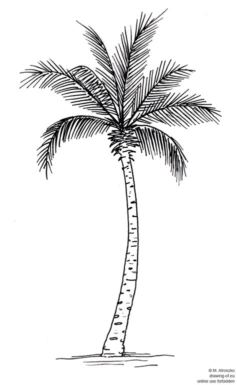 Drawing Of Palm Tree Drawing Ofeu