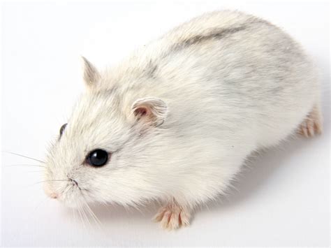 Useful Tips On How To Care For Your Pet Djungarian Hamster Pet Ponder