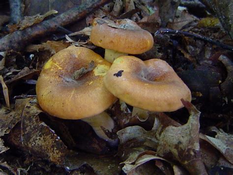 Cantharellus Lewisii At Indiana Mushrooms