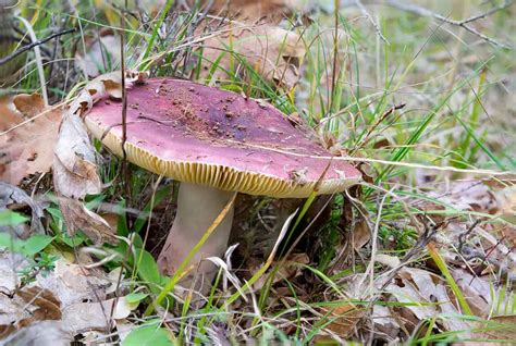 Types Of Russula Mushrooms A Z Animals
