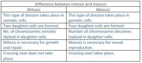 Cell Division Mitosis And Meiosis Mitosis Mitosis Meiosis Teaching My
