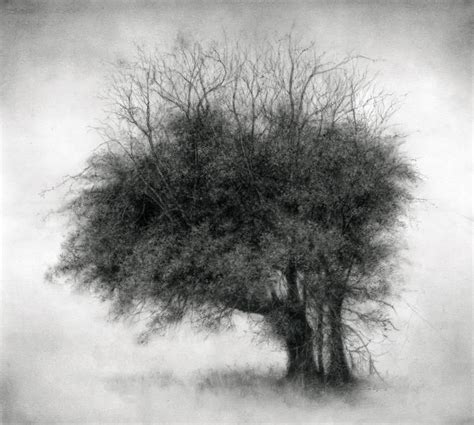 Sue Bryan Lone Star Modern Realist Charcoal Drawing Of Detailed Tree
