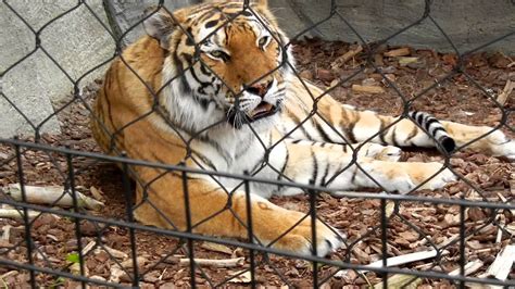 Tiger Roars At The Toledo Zoo Youtube