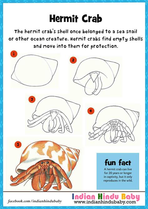 How To Draw A Crab Step By Step At Drawing Tutorials
