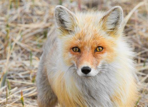 Alaska Red Fox Rfoxes