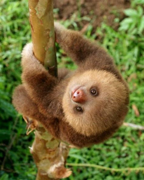 16 baby sloths who are too innocent for this cruel world. Baby sloth | Baby sloth, Cute baby animals, Cute animals