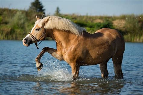 Haflinger Horse Breed Profile Facts Colors Pictures