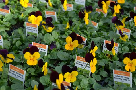 Viola Sorbet Xp Yellow Burgundy Jump Up2 Quality Greenhouses
