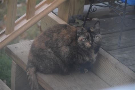 Found Cat Unknown In Winsted Ct Lost My Kitty