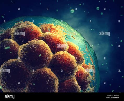 Morula Hi Res Stock Photography And Images Alamy