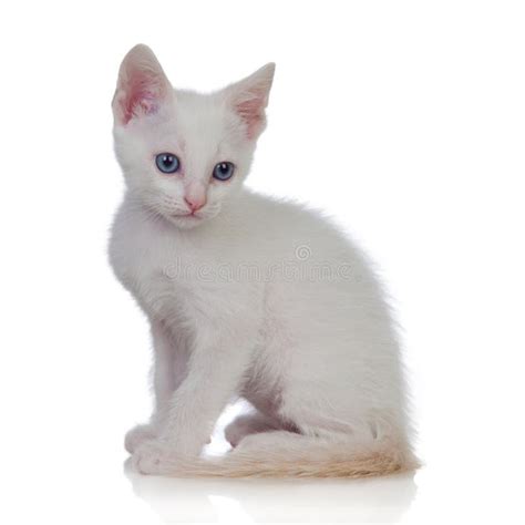 Adorable White Kitten With Blue Eyes Royalty Free Stock Image Image