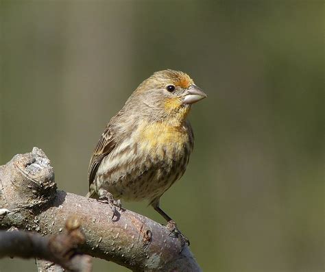 Some Interesting Finches Birding In Bc Community