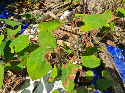 🏡 How Long Does It Take To Get Rid Of Japanese Knotweed