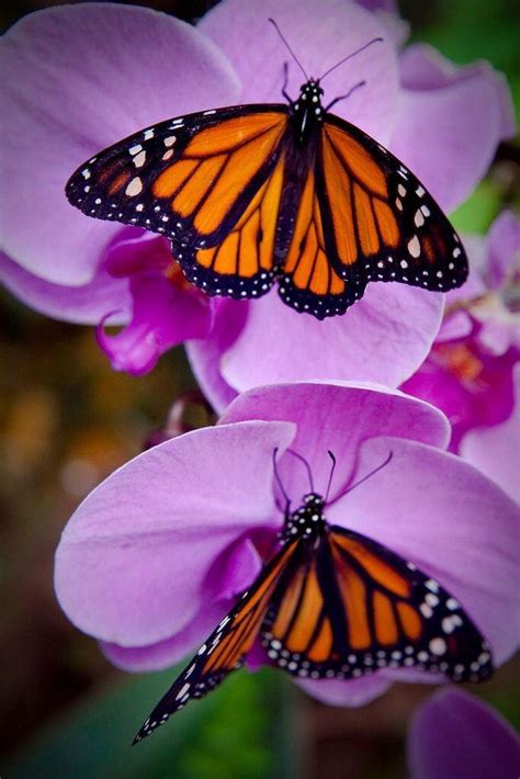 Monarchs On Orchids Butterfly Photos Butterfly Pictures Beautiful