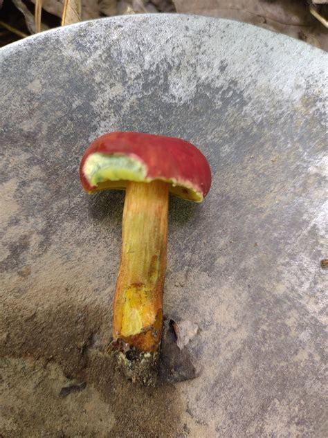 Mushrooms Found In Georgia Identifying Mushrooms Wild Mushroom Hunting