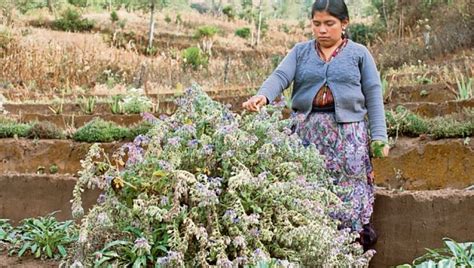 20 Plantas Medicinales De Guatemala Y Para Que Sirven Plantă Blog