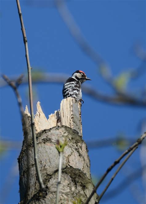 Woodpeckers Of Europe May 2015