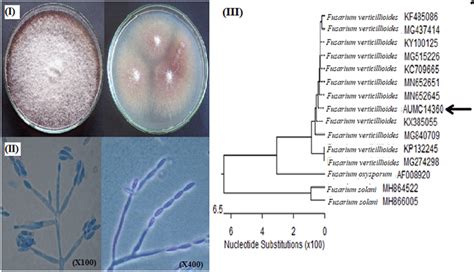 Morphological And Molecular Identification Of Isolate Fusarium