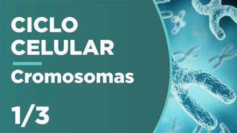 Cromosomas Estructura Clasificaci N Y Funci N Ciclo Celular