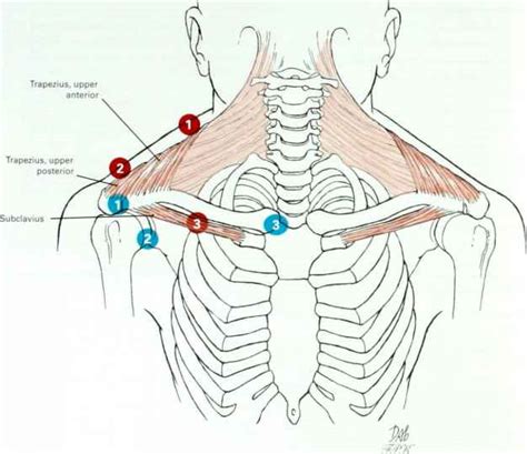 Joints And Articulations Of Shoulder Girdle Muscles Mitch Medical
