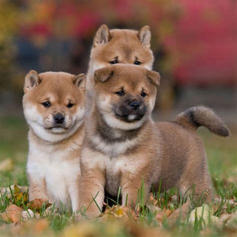 And Now Ridiculously Adorable Shiba Inu Puppies Shiba Inu Dog