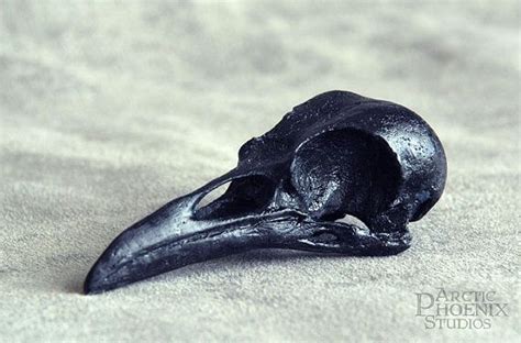 Crow Raven Bird Skull Resin Replica Corvus By Arcticphoenixstudios